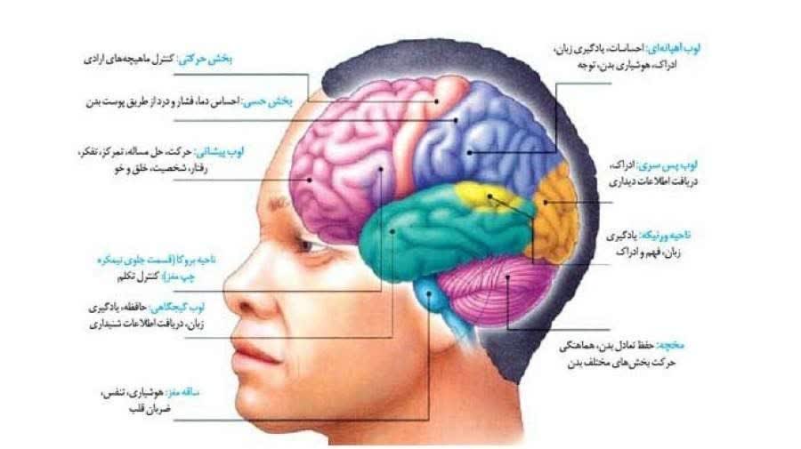 دشمنان مغز